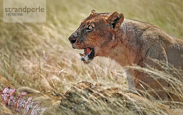 Löwin (Panthera leo) mit blutigem Gesicht  Etosha Nationalpark  Namibia  Afrika