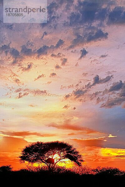 Sonnenaufgang Etosha-Nationalpark Namibia  sunrise at Etosha National park  Namibia  Afrika
