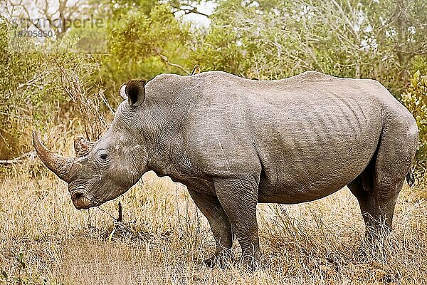 White rhino in Kruger National Park  S