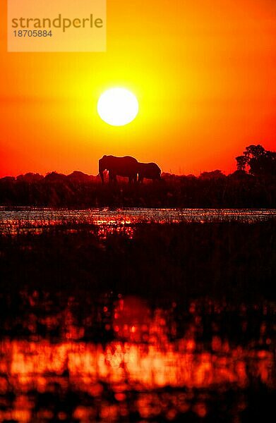 Elefanten im Sonnenuntergang am Chobe  Botswana  Elephants in the sunset at Chobe river  Botswana  Afrika