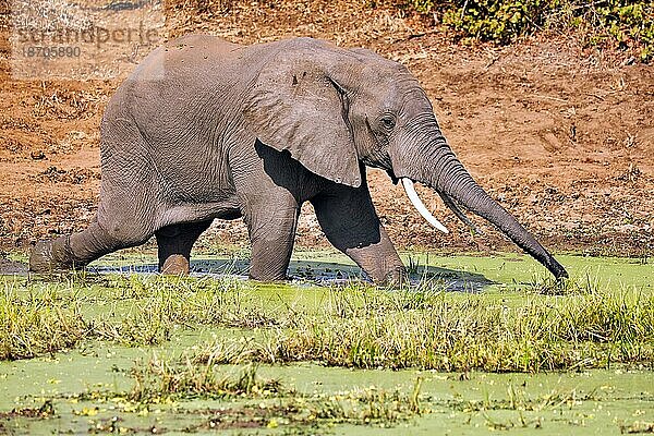 Elephant in the water at South Luangwa National Park  Zambia (Loxodonta africana)