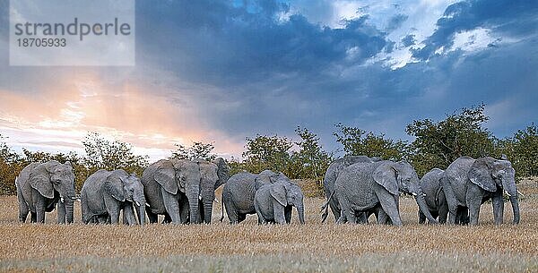 Elephants  Etosha National Park  Namibia (Loxodonta africana)