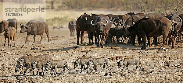 Warthogs in the middle of Kaffernb