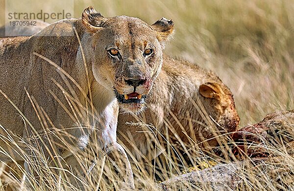 Löwin (Panthera leo) mit blutigem Gesicht  Etosha Nationalpark  Namibia  Afrika