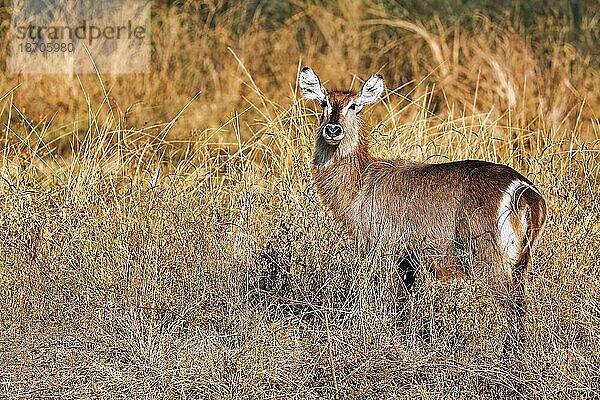 Waterbuck  South Luangwa NP  Zambia (Kobus ellipsiprymnus)