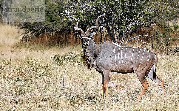 Greater Kudu (Tragelaphus strepsiceros) in Namibia  Etosha NP