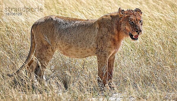 Löwin (Panthera leo) Etosha Nationalpark  Namibia  Afrika