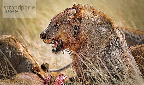 Löwe (Panthera leo) nach dem Töten einer Antilope  Etosha Nationalpark  Namibia  Afrika