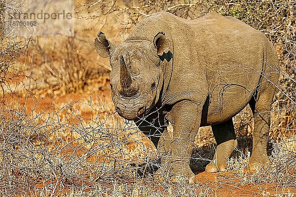 Endangered black rhinoceros  S