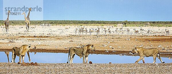 Löwen (Panthera leo) an einer Wasserstelle  Etosha Nationalpark  Namibia  Afrika
