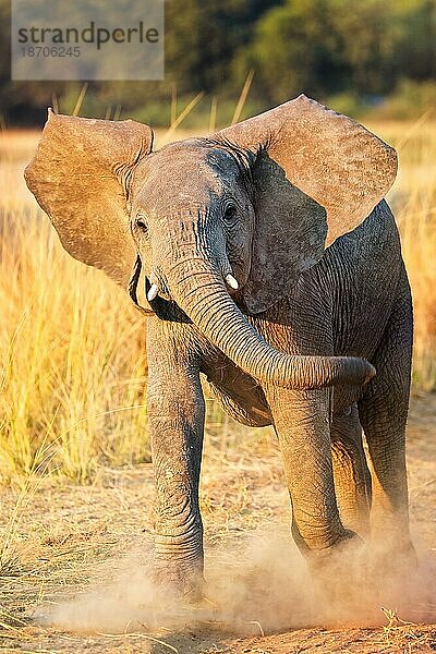 Angry Elephant at South Luangwa National Park  Zambia (Loxodonta africana)