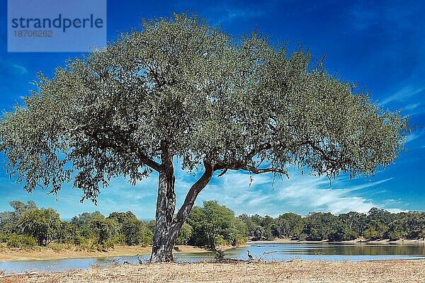 Landscape at the Luangwa River  Zambia