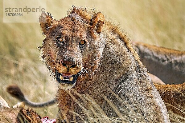 Löwe (Panthera leo) nach dem Töten einer Antilope  Etosha Nationalpark  Namibia  Afrika