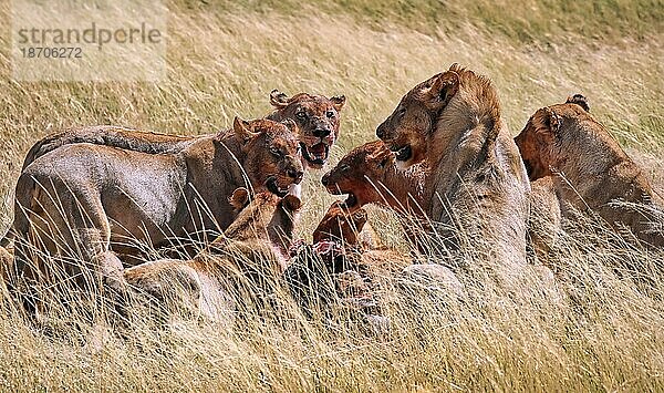 Löwen (Panthera leo) nach dem Töten einer Antilope  Etosha Nationalpark  Namibia  Afrika