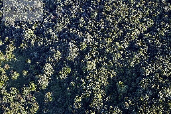 Buchenmischwald aus der Vogelperspektive