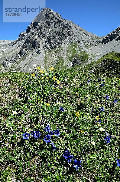 Enzian vor Alpenpanorama im Lechtal