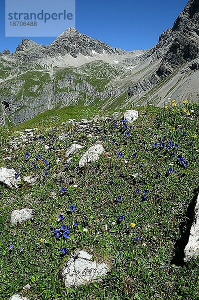 Enzian vor Alpenpanorama im Lechtal