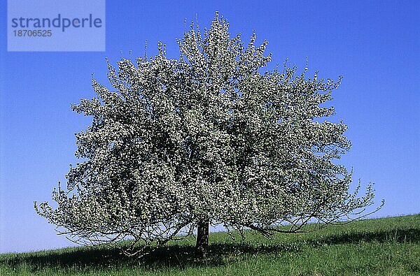Apfelbaum im Fühling apfel  äpfel  apfelbaum  kulturapfel (malus domestica)  malus  apples  crabapples  pommier