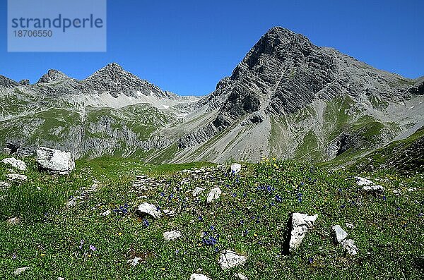 Enzian vor Alpenpanorama im Lechtal