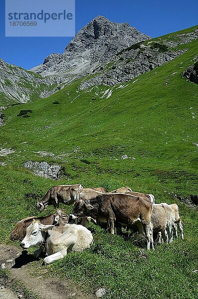 Alpenidylle mit Kühen und Gebirgsgipfel