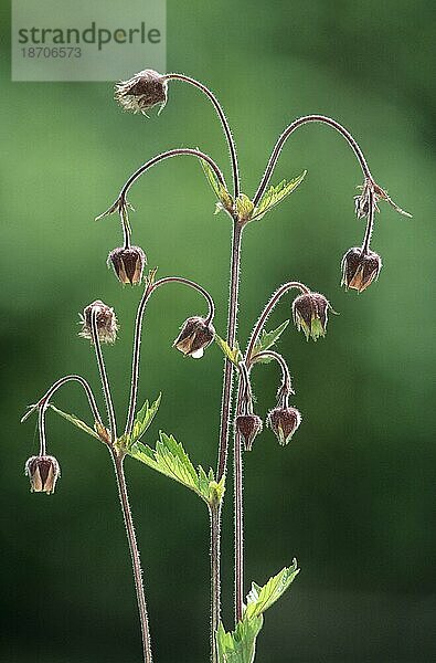 Bach-Nelkenwurz (Geum rivale)  Blüte Nahansicht im Gegenlicht  Am Geiß bei Belsen  bachnelkenwurz  water avens  purple avens  benoite des ruisseaux