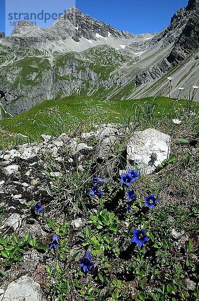 Enzian vor Alpenpanorama im Lechtal