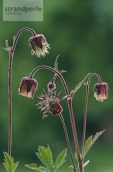 Bach-Nelkenwurz (geum rivale) im Gegenlicht  Germany  Deutschland bachnelkenwurz  bach-nelkenwurz  water avens  purple avens  benoite des ruisseaux