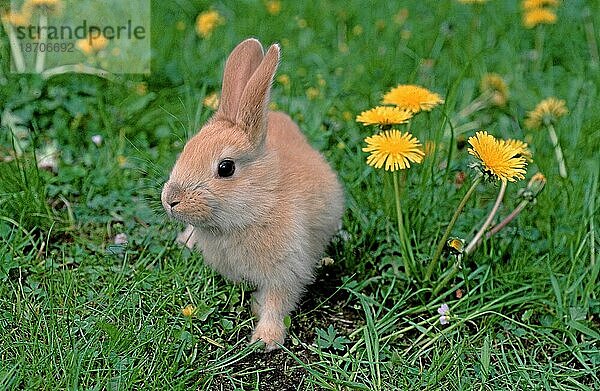Rabbit  Hauskaninchen  Childrens Pets  Domestic Rabbits  bunny  cony  coney  lapereau  lapin  coneja  conejo  kaninchen  heimkaninchen