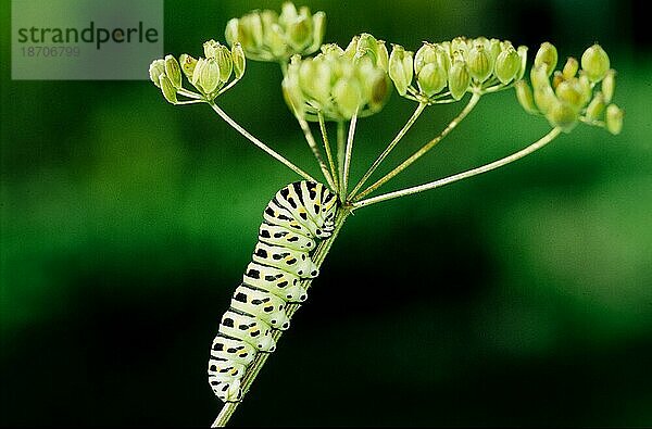 Schwalbenschwanz (Papilio machaon)  Old Swallowtail  Common Yellow Swallowtail  Swallotail