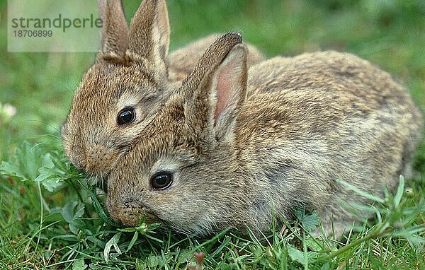 Junge Hauskaninchen fressen Gras  Domesticated Rabbit  Hauskaninchen