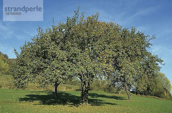 Apfelbaum im Herbst  mit Früchten behangen apfel  äpfel  apfelbaum  kulturapfel (malus domestica)  malus  apples  crabapples  pommier