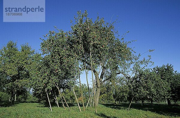 Apfelbaum musste gestützt werden  da Gewicht der Äpfel zu groß apfel  äpfel  apfelbaum  kulturapfel (malus domestica)  malus  apples  crabapples  pommier