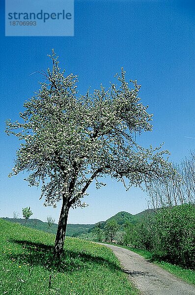 Apfel  äpfel  apfelbaum  kulturapfel (malus domestica)  malus  apples  crabapples  pommier