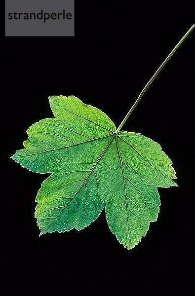 Bergahorn (acer) pseudoplantanos  sycamore  sycamore maple  erable sycamore  arce sicomoro  arce blanco  fruchtstand (fallschirm)