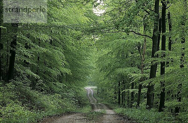 Waldweg in Deutschland  Baden-Württemberg  Germany  woodland path