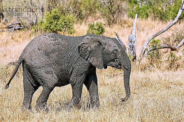 Junger Elefant im Kruger Nationalpark S