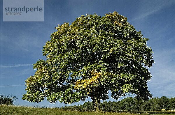 Bergahorn (acer) im Herbst bergahorn pseudoplantanos  sycamore  sycamore maple  erable sycamore  arce sicomoro  arce blanco  fruchtstand (fallschirm)