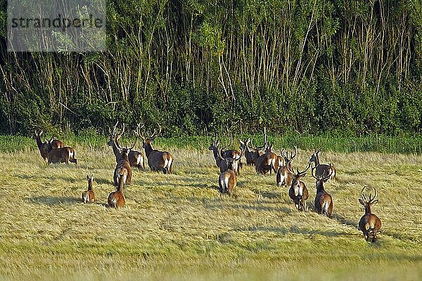 Rotwildherde (Cervus elaphus) mit Hirschen und Hirschkühen in einem Maisfeld im Sommer  Schweden  Europa