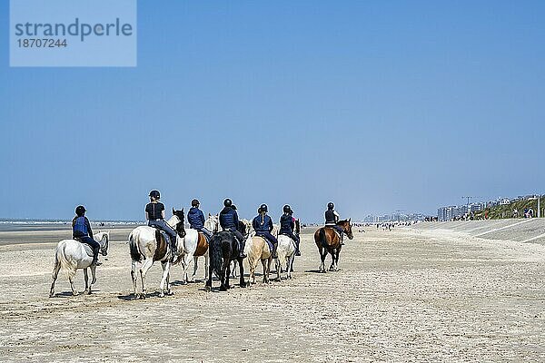 Reitergruppe reitet am Strand von De Panne  Flandern  Belgien  Europa