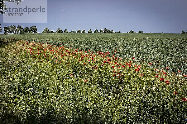 Region Altmark in Sachsen-Anhalt  Region Altmark  Deutschland  Blühstreifen am FeldrandOrt  Europa