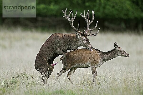 Rothirsch (Capreolus capreolus)  Männchen bei der Paarung mit dem brünstigen Weibchen im Grasland am Waldrand während der Brunft im Herbst