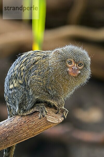 Zwergseidenäffchen (Cebuella pygmaea)  kleinster Primat der Welt  auch Fingeräffchen genannt  häufig im Handel mit exotischen Tieren zu finden