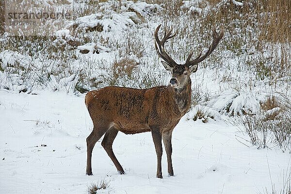 Rothirsch (Cervus elaphus) im Schnee im Winter  Deutschland  Europa