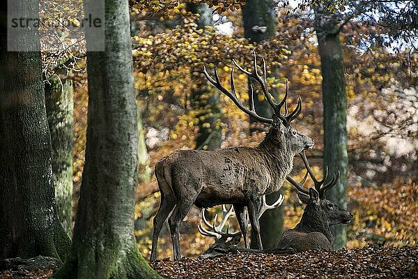 Rothirsch (Cervus elaphus) im Buchenwald im Herbst