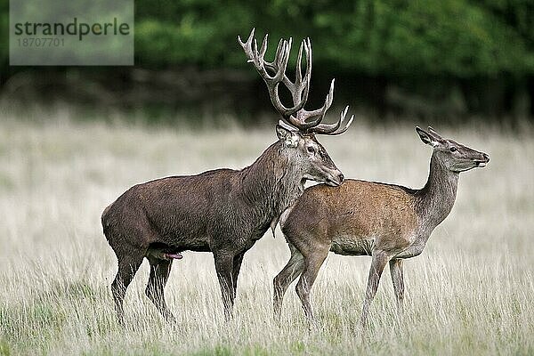 Rothirsch (Cervus elaphus) mit erigiertem Penis  der an der Hirschkuh schnüffelt  läufiges Weibchen im Grasland am Waldrand während der Brunft im Herbst  Herbst