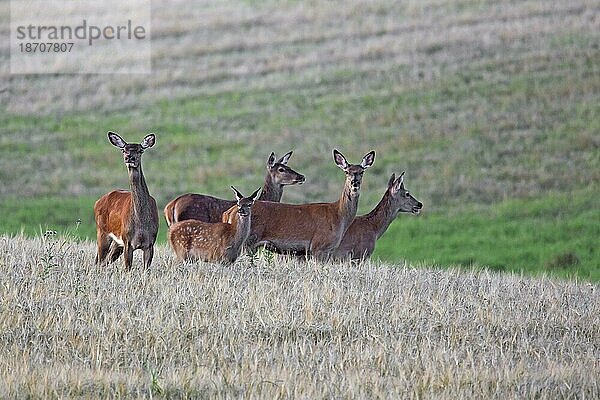 Rothirsch (Cervus elaphus)  junge Hirschkühe mit Kalb bei der Futtersuche in einem Weizenfeld  Maisfeld im Sommer