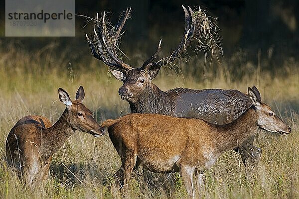 Rothirsch (Cervus elaphus) mit Schlamm und vegetationsbedeckten Geweihen während der Brunftzeit im Herbstwald