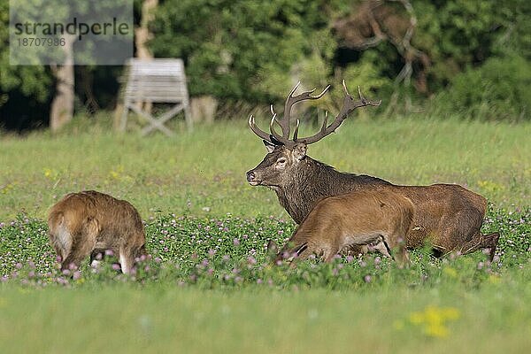 Rothirsch (Cervus elaphus) mit Hirschkuh bei der Futtersuche auf einer Wiese am Waldrand während der Brunft im Herbst