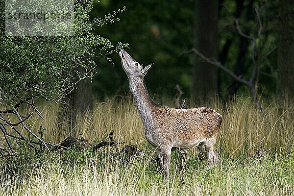 Rothirsch (Cervus elaphus) hinten  Weibchen knabbert an Blättern eines Strauches im Wald