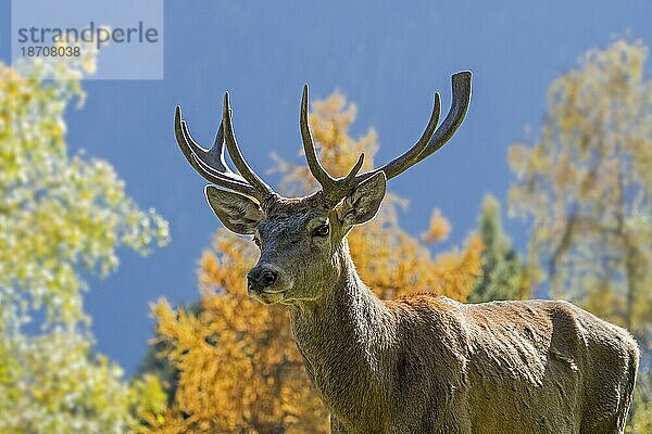 Nahaufnahme eines Rothirsch (Cervus elaphus)  Männchen  in einem Wald mit Bäumen in Herbstfarben  Herbstfarben in den Bergen